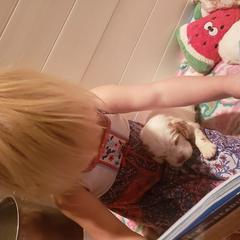 Clumber Spaniel and Irish Red and White Setter Puppies from NyaStar & Chequamegon