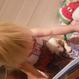 Clumber Spaniel and Irish Red and White Setter Puppies from NyaStar & Chequamegon