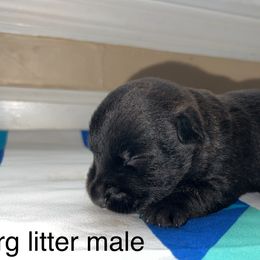 Scottish Terrier Puppies from Oodles of Cuties!