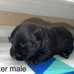 Scottish Terrier Puppies from Oodles of Cuties!
