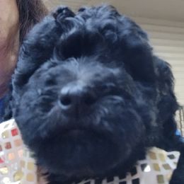 G3 - Black phantom female Aussiedoodle puppy in Silsbee, Texas from Jeanah's Pups