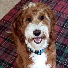 Hamilton - Goldendoodle