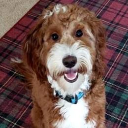 Hamilton - Goldendoodle