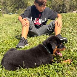 Boy 3 - Black and mahogany male Rottweiler puppy in Cocoa, Florida from Space Coast Rottweilers