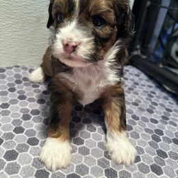 Girl 1 - Red tri-color female Aussiedoodle puppy in Hillsboro, Illinois from Perfect Paws Puppies