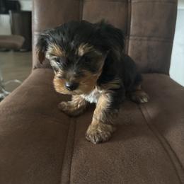 Dex - Chocolate, tan and white male Yorkshire Terrier puppy in Jacksonville, Florida from Lake Shore Yorkies