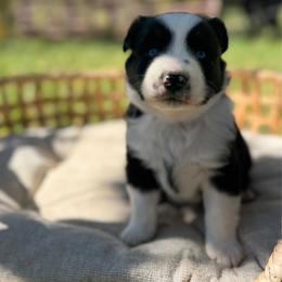 BTF1 - blue collar - Black tri female Miniature Australian Shepherd puppy in Stuart, Virginia from Apple Tree Mini Aussies