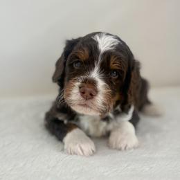 Manny - Tri-color male Bernedoodle puppy in Fleming, Colorado from Vandenbark Doodles