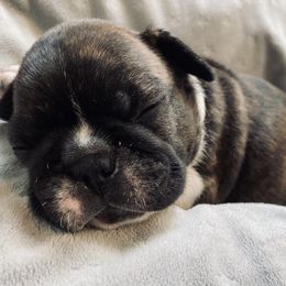 French Bulldog Puppies from Country Lace French Bulldogs