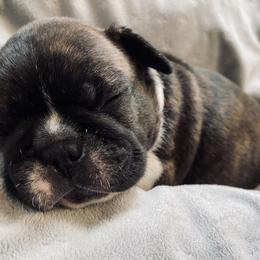 French Bulldog Puppies from Country Lace French Bulldogs