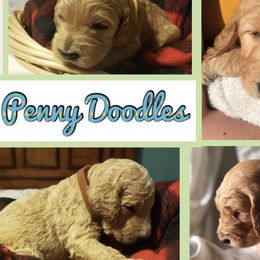 Goldendoodle Puppies from Penny Doodles