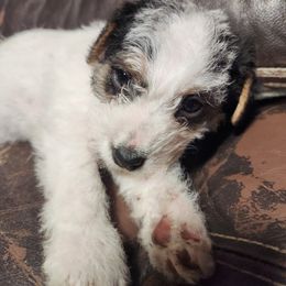 Jack Russell Terrier Puppies from Ethical Jacks