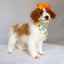 Bubbles - Parti female Goldendoodle puppy in Apopka, Florida from Rae Precious Puppies