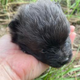 Salagadoola - Black female Pomeranian puppy in Bamberg, South Carolina from Shakhor Ohr Collies and Pomeranians