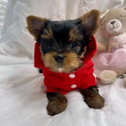 Liam - Black and tan male Yorkshire Terrier puppy in Seattle, Washington from 🎀 Yorkies Boutique Babydolls 🎀