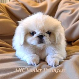 AKC Vanier's Arm Candy - White female Pekingese puppy in Texas from Vanier Pekingese