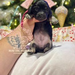 Rose - Black and cream female Dachshund puppy in Hornbeck, Louisiana from A&Z Mini Dachshunds