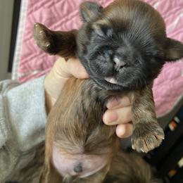 Nugget - Red and white male Shih Tzu puppy in Wyoming, Michigan from Shih Tzu Shenanigans