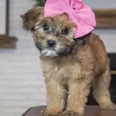 Assorted Doodle Crosses, Bernedoodle, Double Doodle, Goldendoodle, Labradoodle, and Whoodle Puppies from Our Little Farm Life Doodles