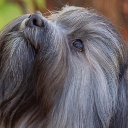 Havanese from Kuba Havaluv