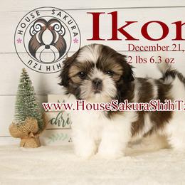Ikona - Black gold and silver female Shih Tzu puppy in Muskogee, Oklahoma from House Sakura Shih Tzu