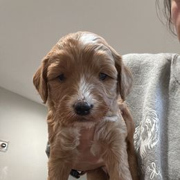 Apricot - Brown and white female Bernedoodle puppy in Southampton, Pennsylvania from Pumpkin Patch Doodles