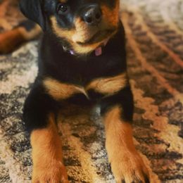 Rottweiler Puppies from Harris Hill Rottweilers