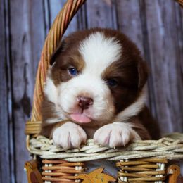 Australian Shepherd and Miniature Australian Shepherd Puppies from Wyld N Free Mini Aussies