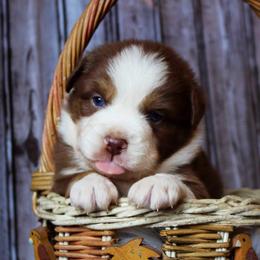 Australian Shepherd and Miniature Australian Shepherd Puppies from Wyld N Free Mini Aussies