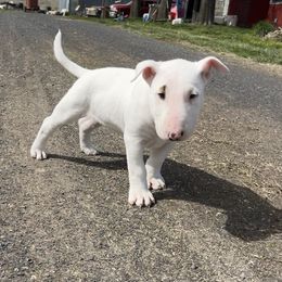 Vance - White Bull Terrier puppy in Sprauge, Washington from Mark My Words Bull Terriers