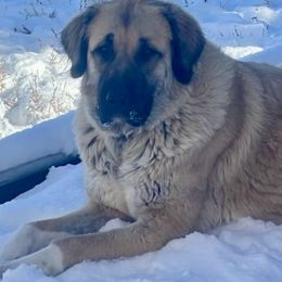 Annie - Anatolian Shepherd Dog