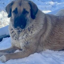 Annie - Anatolian Shepherd Dog
