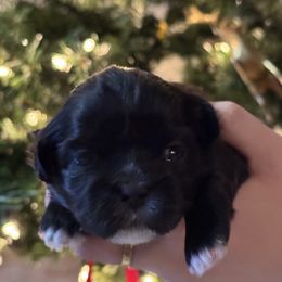 Poppy - Liver and white female Shih Tzu puppy in Hampton Bays, New York from Delinda Shih Tzus