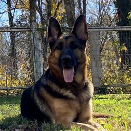 Gypsy  - German Shepherd