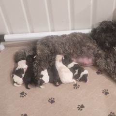 "Brookie and her Puppies!" Shichon Puppies from Ted E. Bear Patch