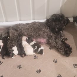 "Brookie and her Puppies!" Shichon Puppies from Ted E. Bear Patch