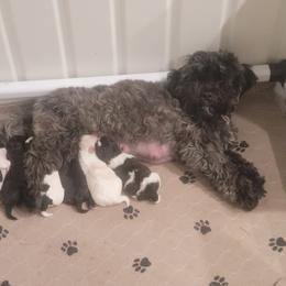 "Brookie and her Puppies!" Shichon Puppies from Ted E. Bear Patch