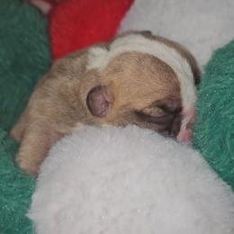Rose - Chocolate tri-color female Bulldog puppy in Franklin Grove, Illinois from Illinois Bullies Kennel
