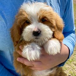 Tux female 1 - Red  female Goldendoodle puppy in Lafayette, Alabama from Sweethaven Kennels
