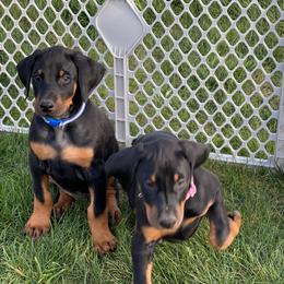 Doberman Pinscher Puppies from Jensen Dobermans