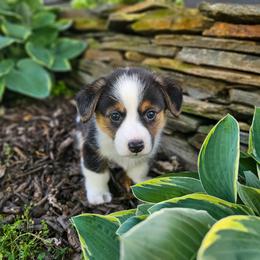 Poppy - Black and tan female American Corgi puppy in Taylorsville, North Carolina from America's Red White and Bluie Corgis