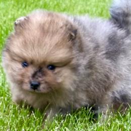 Otis - Chocolate merle male Pomeranian puppy in Delta Junction, Alaska from Princess Arctic Pomeranians