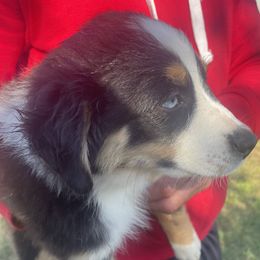 Girlie - Black tri-color female Australian Shepherd puppy in Oroville, California from Puppy Love Ranch Mini Aussies