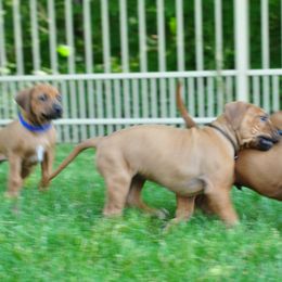 Rhodesian Ridgeback Puppies from Zenkosi Ridgebacks