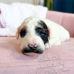Donald Duck - Sable male Aussiedoodle puppy in Grove, Oklahoma from Guinn Family Farms