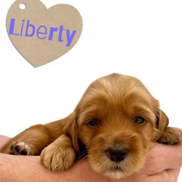 Liberty - Apricot female Australian Labradoodle puppy in Upland, California from Kings Labradoodles