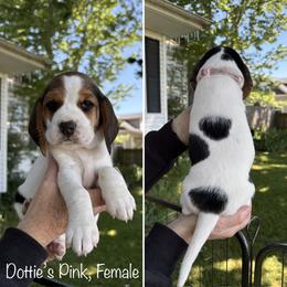 Dottie's Pink - Black red and white female Beagle puppy in Brownsville, Oregon from Beagles on the Run