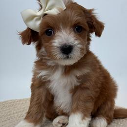 D-Pink Girl - Red  female Goldendoodle puppy in Lewisville, Texas from Texas Goldendoodle Lovers