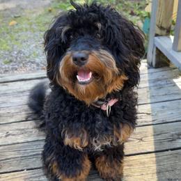 Molly - Bernedoodle