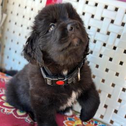 Boy 4 - AKC Registered Hunter Green - Black male Newfoundland puppy in Marshall, Missouri from Majestic Gentle Giants